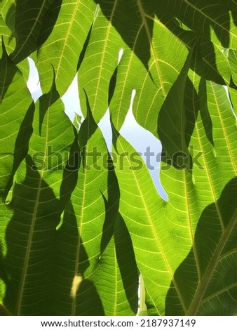 beautiful green leaves with blue sky background, Leaf texture pattern for background, ecology concept, Selective focus.