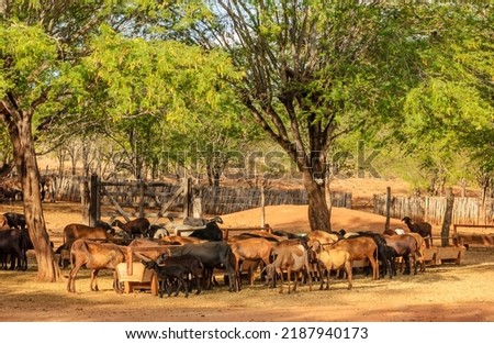 Sheep and goat farming in the Brazilian Caatinga biome. Sheep eating in the Cariri Region, Cabaceiras, Paraíba, Brazil. Royalty-Free Stock Photo #2187940173