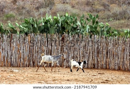 Sheep and goat farming in the Brazilian Caatinga biome. Goats walking in the Cariri Region, Cabaceiras, Paraíba, Brazil. Royalty-Free Stock Photo #2187941709