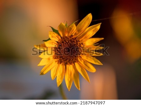 Sunflower. Yellow petals. Close up, shot. Blurry background,