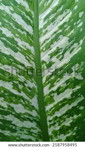 creative layout made of green and white, in the form of patterns on a natural background