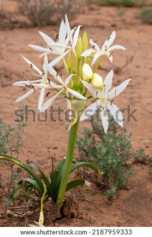 Darling Lily plant in flower Royalty-Free Stock Photo #2187959333