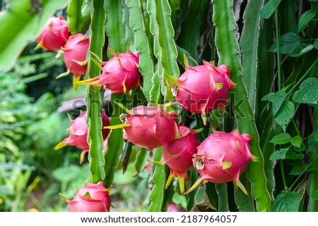 dragon fruit on the dragon fruit tree waiting for the harvest in the agriculture farm at asian, pitahaya plantation dragon fruit in thailand in the summer  Royalty-Free Stock Photo #2187964057