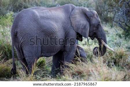 Species of African elephant in the African savannah of South Africa, this herbivorous animal is the largest in the world, one of the five big ones in Africa and a star of safaris. Royalty-Free Stock Photo #2187965867