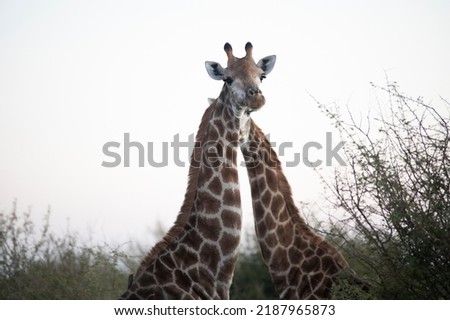 A pair of African giraffes in the African savannah of South Africa. These herbivorous animals are the stars of the safaris, and the tallest animal of the African savannah and the world. Royalty-Free Stock Photo #2187965873