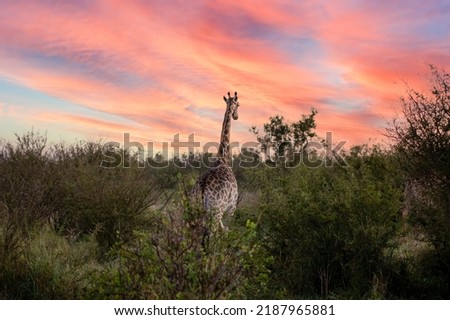 African giraffe specimen in the African savannah of South Africa under a sunset sky. This herbivorous animal is the star of safaris and the tallest animal of the African savannah and the world. Royalty-Free Stock Photo #2187965881