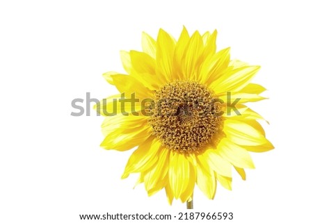 Sunflower. Beautiful sunflower Isolated in White.   