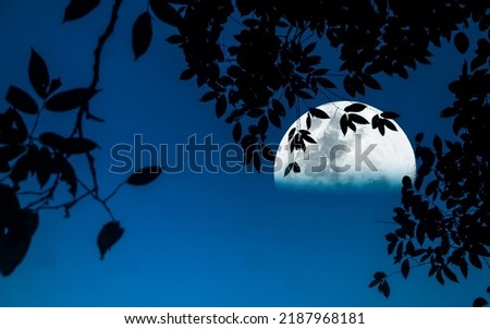 silhouette of the leaves in thenight. a half big moon in the blue sky at the night