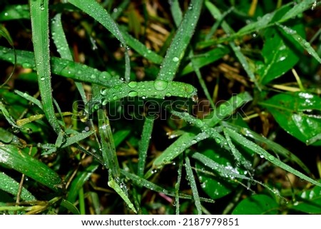 Fresh green grass with water drops close up, Green grass with dewdrop after a rain