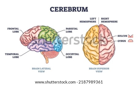 Cerebrum brain structure from lateral and superior view outline diagram. Labeled educational colorful scheme with frontal, temporal, parietal and occipital lobe vector illustration. Hemisphere sides Royalty-Free Stock Photo #2187989361