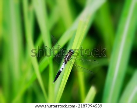 Shiokara dragonfly in the Japanese pampas grass