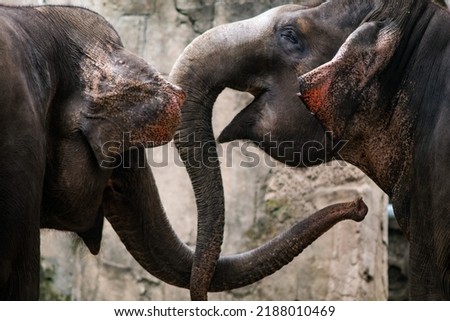 a landscape photo of elephant with blurry background