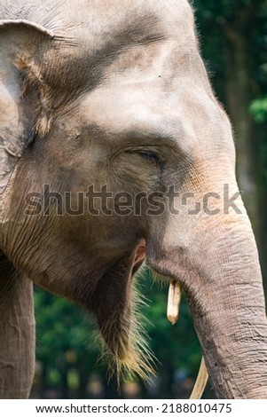 a landscape photo of elephant with blurry background
