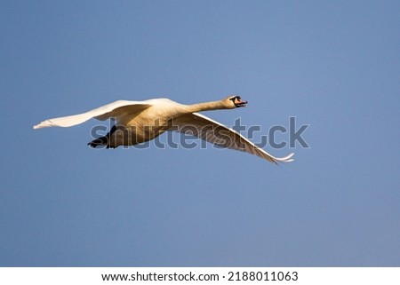 Mute swan flying past against a clear blue sky