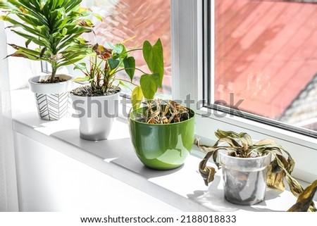 Wilted houseplants on windowsill in room Royalty-Free Stock Photo #2188018833