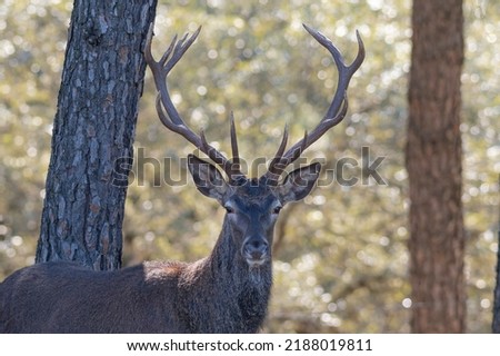Red deer (Cervus elaphus) Cordoba, Spain Royalty-Free Stock Photo #2188019811