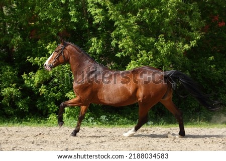 Thoroughbred race horse runs gallop in ranch paddock Royalty-Free Stock Photo #2188034583