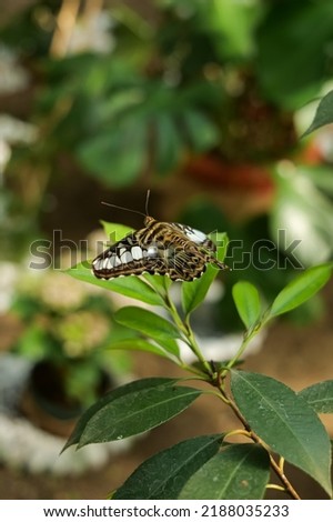 Exotic tropical rare breed butterfly in a detail closeup photo. Beautiful insects of the world, nature details photography.