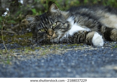 Tabby gray cat, Head short, cat of green eyes portrait, cute, funny tabby cat closeup. 