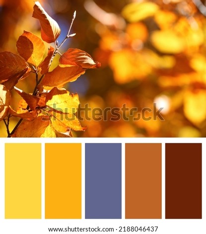 Color palette appropriate to photo of tree with beautiful bright autumn leaves outdoors, closeup