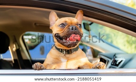 Adorable small active little smart dog French Bulldog in the car and is ready for journey. Royalty-Free Stock Photo #2188051419