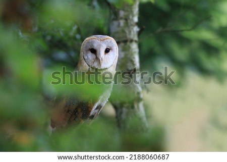 Portrait of a barn owl with green blurred background. Tyto alba