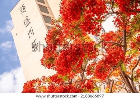 Red Flowers beside housing estate, Chinese caption on the photo "West Kwai Shing Housing Estate"