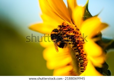 bee on sunflower, nectar for the bees,