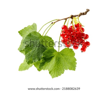 Branch of red currant or redcurrant with berries and leaves isolated on white background.