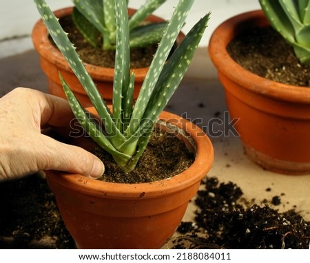 Replanting of aloe vera, home gardening.  Transplanting of aloe vera,  flower pots and a shovel  on brown paper.  Royalty-Free Stock Photo #2188084011