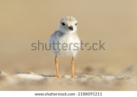 A piping plover (Charadrius melodus) fledgling foraging in the morning sun on the beach.