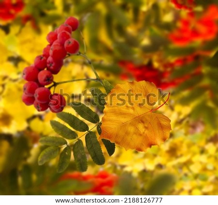  Autumn ash  red rowan berry branch  and  yellow leaves  on blue sky  season background template