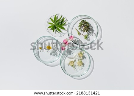 Petri dishes on white background.Natural medicine, cosmetic research, bioscience, organic skin care products. Top view, flat lay. Scientific laboratory glassware. Research and development Concept Royalty-Free Stock Photo #2188131421
