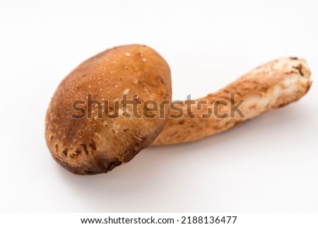 A close-up image of raw shiitake mushrooms.