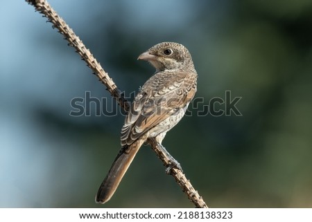 Juvenile Woodchat Shrike perched on a branch in a forest