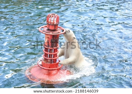 Polar bear at the Erlebnis-Zoo Hannover Royalty-Free Stock Photo #2188146039