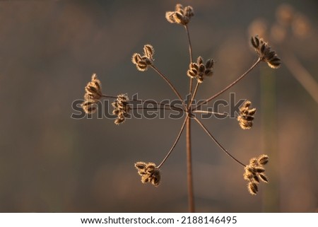 A dry plant with blurred background.