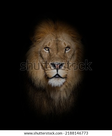 Portrait of a Male adult lion looking at the camera, Panthera leo, on black Royalty-Free Stock Photo #2188146773