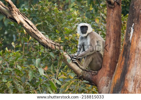 Hanuman langur monkey specie Semnopithecus entellus in Bardia, Nepal  Royalty-Free Stock Photo #218815033