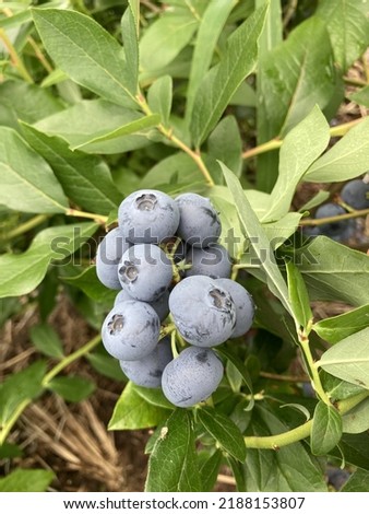 Fully ripe berries of northern highbush blueberry, high blueberry (Vaccinium corymbosum) on the shrub. Royalty-Free Stock Photo #2188153807