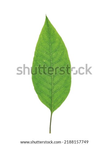 A Beautiful Green Leaf Isolated On White Background Picture And Royalty Free Image