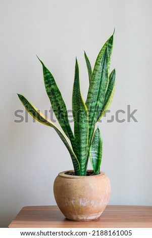 Sansevieria laurentii (Dracaena trifasciata, mother-in-law, snake plant) in ceramic pot against white background. Summer indoor plants and urban forest concept.