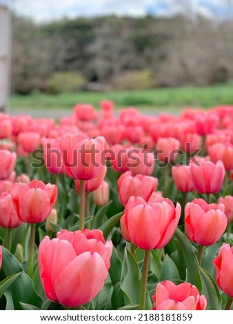 pretty tulip picture taken in showa kinen park in tachikawa tokyo japan, how beautiful is spring