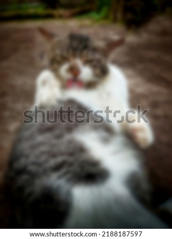 defocused abstract background of cat sitting outdoor