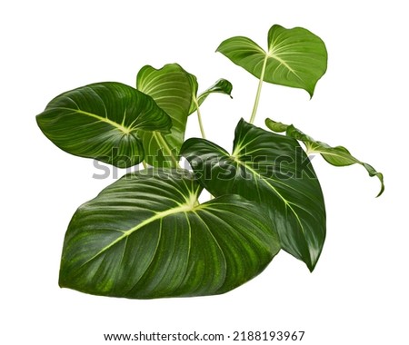 Homalomena foliage, Green leaf with white petioles isolated on white background, with clipping path                                 Royalty-Free Stock Photo #2188193967