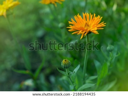 Yellow flowers of Calendula officinalis in dew drops
