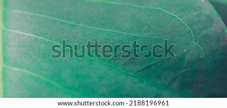 BANNER Macro shot Abstract Real beauty nature background. Fresh tropical plant leaf surface texture structure detail diagonal vein line streak stripe Simple design vibrant Shiny emerald Green light