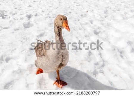 Greylag Goose,Brown duck walking outdoor on snow on rural barnyard in free range poultry eco farm at winter. poultry farming concept.