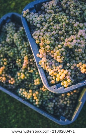 Green vine grapes. Grapes for making wine in the harvesting crate. Detailed view of a grape vines in a vineyard in autumn, Hungary