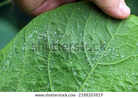 Glasshouse whitefly (Trialeurodes vaporariorum) on the underside of pumpkin leaves. It is a currently important agricultural pest. Royalty-Free Stock Photo #2188203819